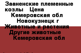 Зааненские племенные козлы › Цена ­ 4000-5000 - Кемеровская обл., Новокузнецк г. Животные и растения » Другие животные   . Кемеровская обл.